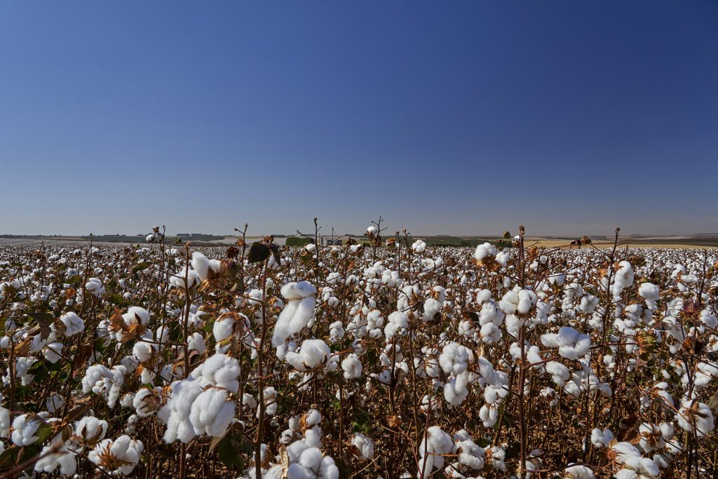 Lexy Silverstein, sustainable fashion advocate says while cotton is biodegradable, a renewable resource it takes a lot of energy, land and water to produce.