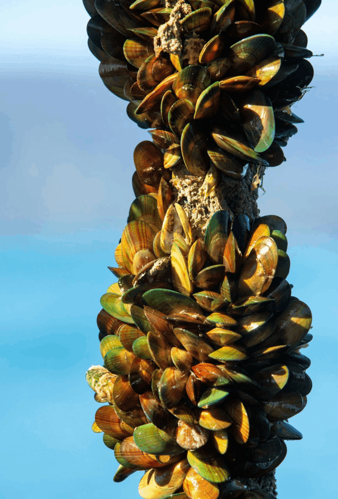 Seaweed