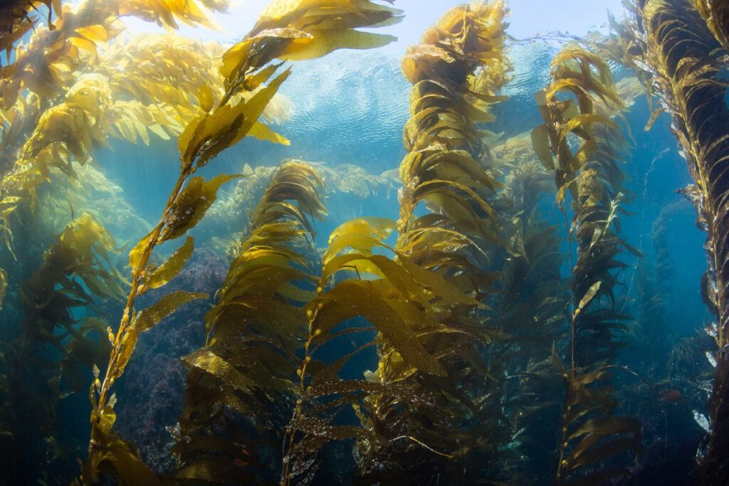 Seaweed Forest